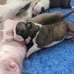 American Staffordshire Terrier Puppies from Buckeye Amstaffs