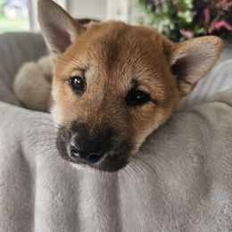 Shiba Inu Puppies from Shiba Shenanigans