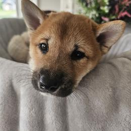 Shiba Inu Puppies from Shiba Shenanigans
