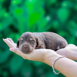 Cannoli - Chocolate and tan female Dachshund puppy in Fort Myers, Florida from Blossom Paws