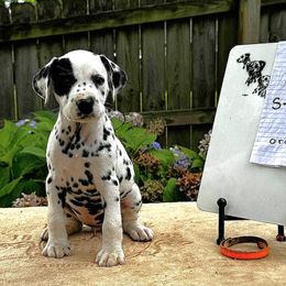 Storm.   Orange collar - White and black female Dalmatian puppy in Decatur, Alabama from Hollytree Dalmatians