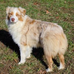 Australian Shepherds from Headley Farms Australian Shepherds