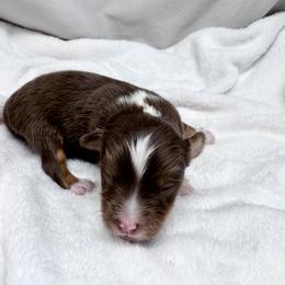 Hickory - Red tri male Miniature Australian Shepherd puppy in Bly, Oregon from Apacheblus Toy Aussies