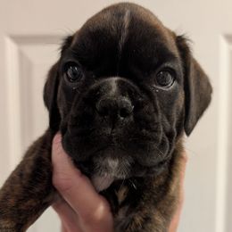 Sidney - Euro - Brindle female Boxer puppy in Campbellsville, Kentucky from Bellbox German Boxers