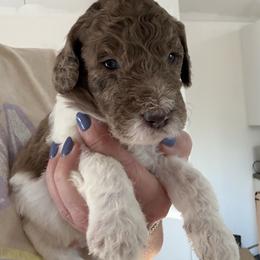 Cottontail - Merle male Goldendoodle puppy in Lexington, North Carolina from Southern Grace Acres