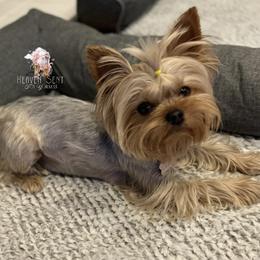 Winter - Yorkshire Terrier