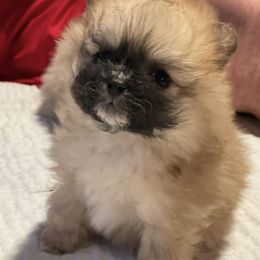Pomeranians from Bougie Breeds