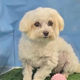 Dottie - Maltese