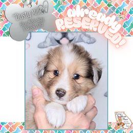 Boy 2 - Dusty Miller - Blue merle and white male Shetland Sheepdog puppy in Elberton, Georgia from Ioney's Southern Paws Shelties, Frenchies, and Yorkies