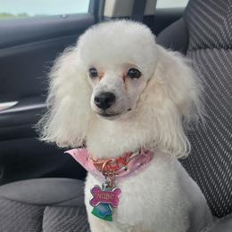 Nube - Poodle