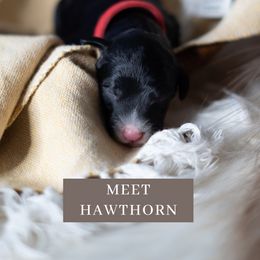 Hawthorn - Black and white Sheepadoodle puppy in North Carolina from Nomad's Doodles