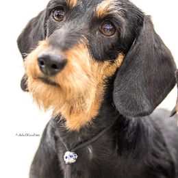 Dachshund All Grown Up from MoonLight Dachshunds
