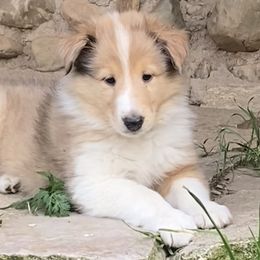 Collies from Sandy Acres Farm
