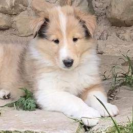Collies from Sandy Acres Farm
