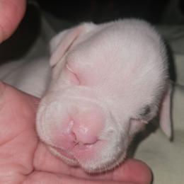 BLACK COLLAR- White coat - White female Boxer puppy in Gloucester, Virginia from Keen Boxers