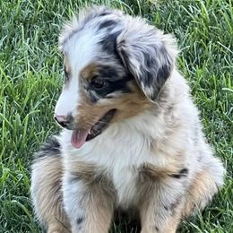 Miniature Australian Shepherds from Kj’s Mini Aussies