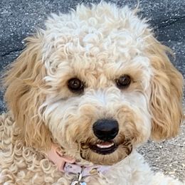 Valentina - Australian Labradoodle