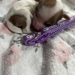 Merry - Fawn sable female Havanese puppy in Cochran, Georgia from Dean Supreme