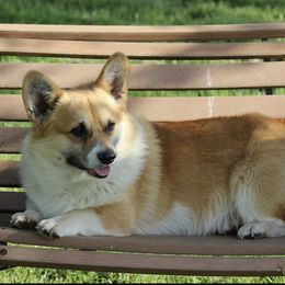 American Corgis and Pembroke Welsh Corgis from Abundant Joy Corgis