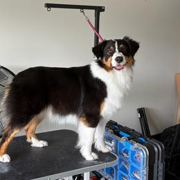 Maizie - Black tri-color female Australian Shepherd puppy in Touchet, Washington from Windust Kennels