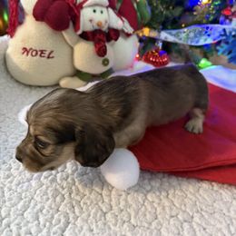 Opal - Cream female Dachshund puppy in Jackson's Gap, Alabama from Lake Martin Doxies