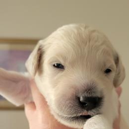 Goldendoodle Puppies from Sancass'd Goldendoodles