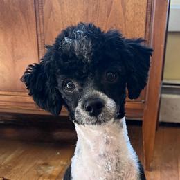 Beau - Poodle