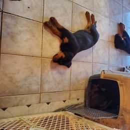 Rottweiler Puppies from Gottlïchen Rottweilers