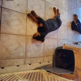 Rottweiler Puppies from Gottlïchen Rottweilers