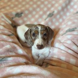 Chocolate and Tan Dapple Piebald Smooth - Dapple female Dachshund puppy in Pauls Valley, Oklahoma from Simply Happy Dachshunds