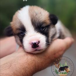 Muffin - Red female Pembroke Welsh Corgi puppy in Cameron, North Carolina from Butts Family Corgis