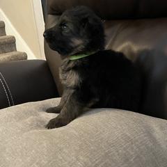 German Shepherd Puppies from Highland German Shepherds