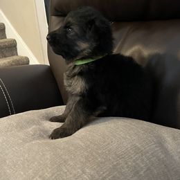 German Shepherd Puppies from Highland German Shepherds