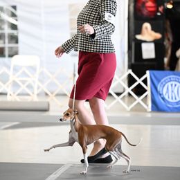 Italian Greyhound Puppies from Ruscelli Italian Greyhounds