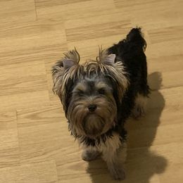 Lacy - Yorkshire Terrier