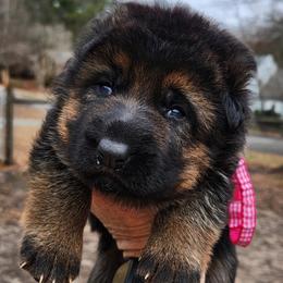 Girl 1 - Black and red female German Shepherd puppy in Roanoke, Alabama from Von Schönen Träumen German Shepherds