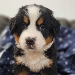 Libra- Light Blue Collar - Tri-color female Bernese Mountain Dog puppy in Bonham, Texas from Happy Valley Puppies