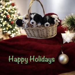 Christmas Litter - Blenheim female Cavalier King Charles Spaniel puppy in Sacramento, California from Blueberry Hill Cavaliers