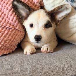 Sway - Brindle and white female Cardigan Welsh Corgi puppy in Bland, Missouri from Shadey Lane Corgis