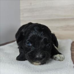 Aurora - Black and white female Aussiedoodle puppy in Doerun, Georgia from Twig & Tail Puppies