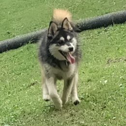 Willow - Pomsky