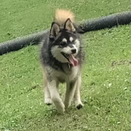 Willow - Pomsky