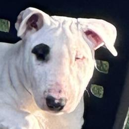 TROOPER - White and brindle male Bull Terrier puppy in San Diego, California from Action Bull Terriers