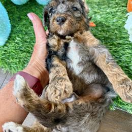 Orange collar - Merle male Cavapoo puppy in Indiahoma, Oklahoma from Farm Fresh Doodles