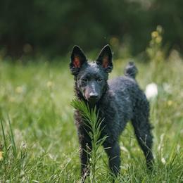 Ziti - Black female Mudi puppy in Franklinville, New Jersey from Velaris