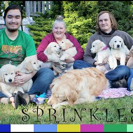Golden Retriever Puppies from Kruger Family Breeders