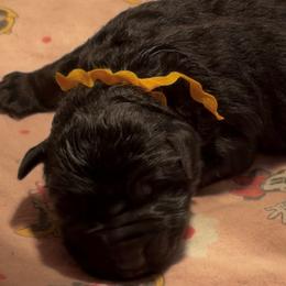 Girl 1 - Black female German Shepherd puppy in Valley Springs, South Dakota from Von Pasch German Shepherds