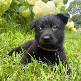 Peach Girl - Black female German Shepherd puppy in Wayne, Maine from Copper Hill German Shepherds