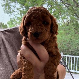 Female 4 - Red  female Poodle puppy in Bettendorf, Iowa from Red Door Poodles