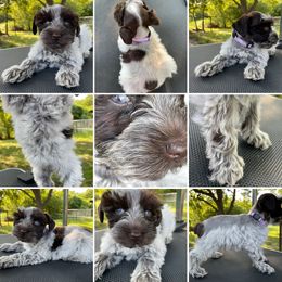 Miniature Schnauzer Puppies from Virgil Farms